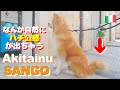 Just like Hachiko in Italy! ? Akita dog "SANGO".