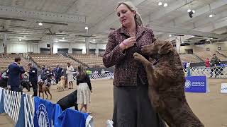 Monday 3/11/24 Pt 14  Franklin Tennessee Dog Show