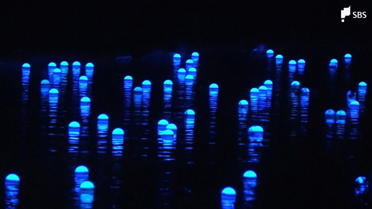 「桜と水色でめっちゃきれい」河津桜のライトアップと川を流れるLED電球のコラボレーションイベント「夜桜☆流れ星」10年ぶりに復活=静岡・南伊豆町