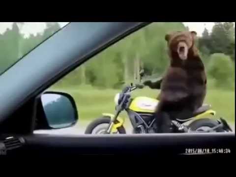 MOTOR Suren AYI :)) BEAR RIDES MOTORBIKE HAHA