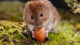 Vole Vs  Mouse Nature's Mighty Showdown