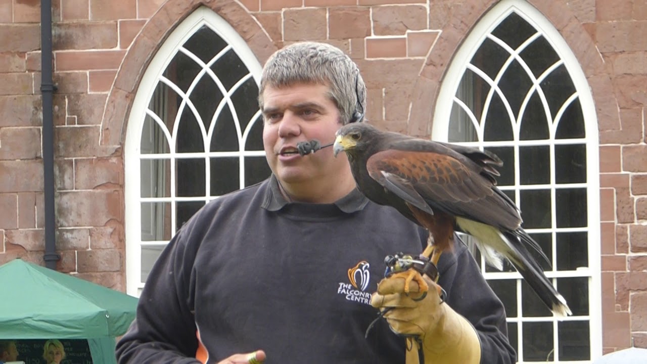 sweetwater Harris Hawk Parabuteo Unicinctus | USA & Europe Birds