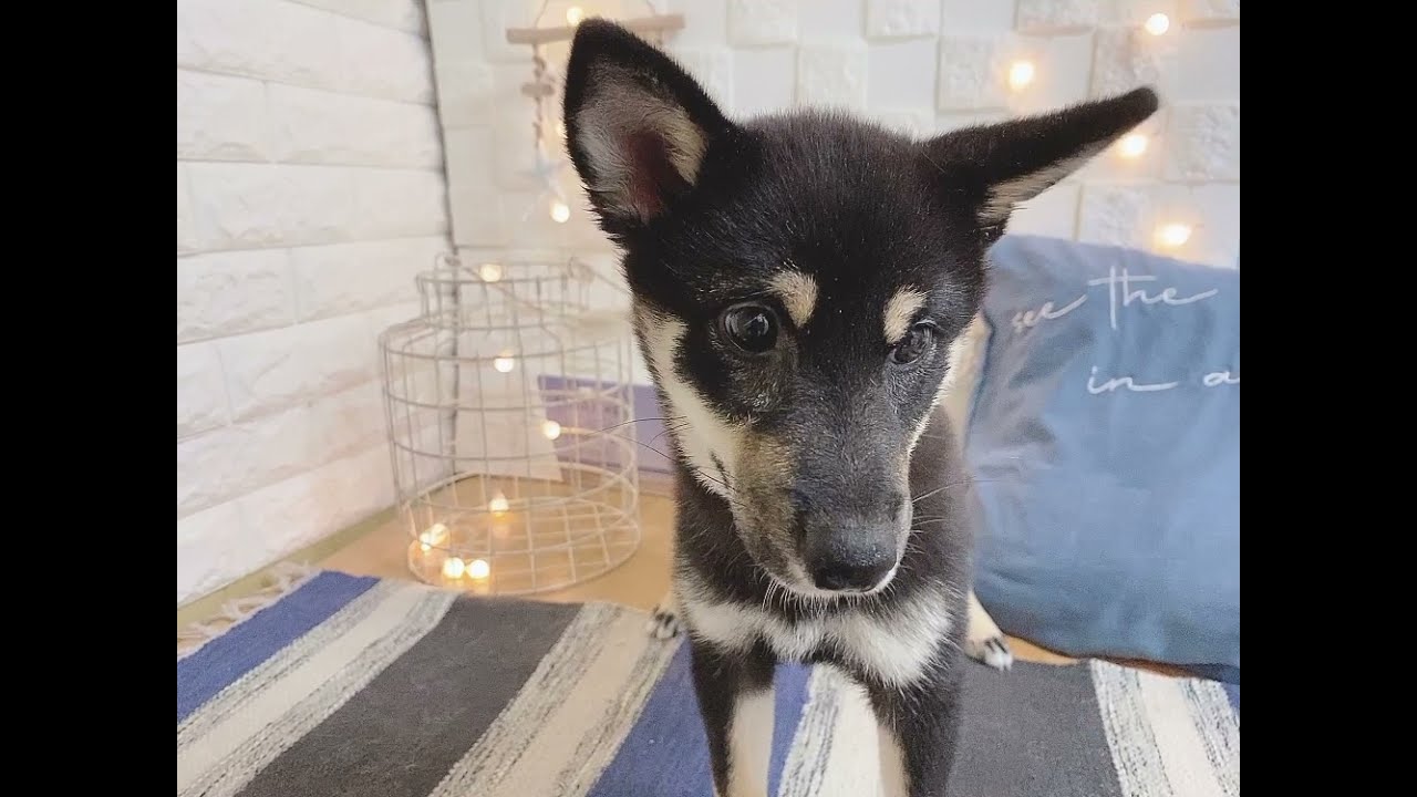 ペットショップ犬の家近江八幡店 豆柴 Youtube ペットショップ犬の家近江八幡店 豆柴 Youtube