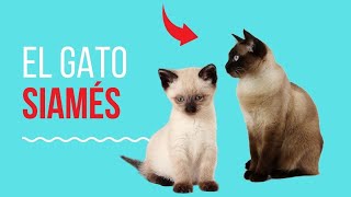 El  Gato Siamés  Gato Siamés Características