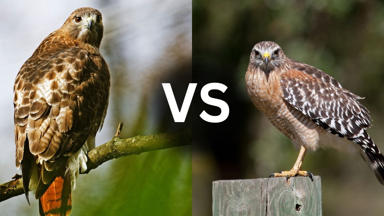 Краснохвостый ястреб или красноплечий ястреб? Как отличить одного от другого!