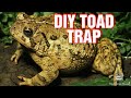 Best DIY Toad Trap - How to Catch Toads Alive Easily