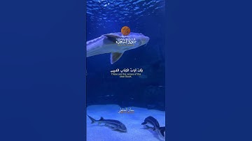 Muadh El Kholti - Extrait Surat As Shuaraa - ما تيسر من سورة الشعراء | معاذ الخلطي | برواية ورش