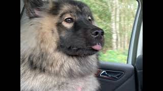 experience a walk with Maya the Eurasier!