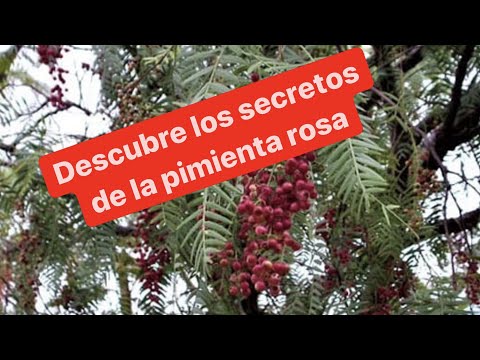 Vídeo: Sombra De Noche Negra - Propiedades, Flores De Sombra De Noche. Nighthade De Interior, Decorativo, Dulce, Amargo, Venenoso, Falsa Pimienta, Sunberry