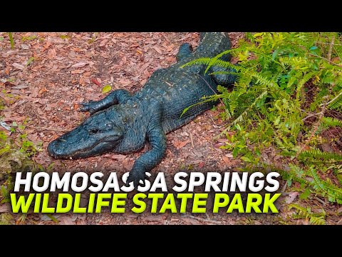 Florida Homosassa Springs Wildlife State Park. Virtual Tour. Travel Video 4K