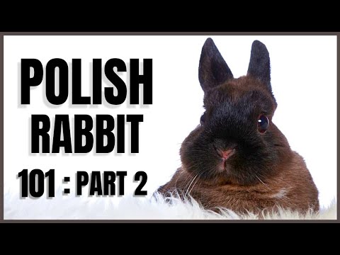 Polish Rabbit 101: Part 2