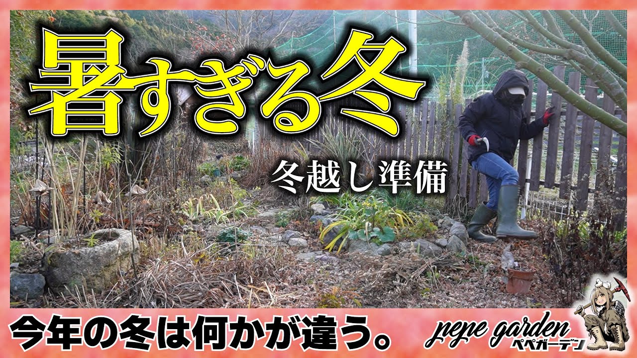 【ハプニング】えっ、植え忘れてた！？冬の庭掃除で見つかった球根と、ある物で代用する「鳥の巣風」防寒テクニック