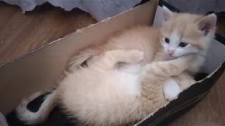 Cute kittens fight and sleep in a box.Two ginger cheerful brothers Bucks and Money. by StreetWorld Cats 159 views 3 years ago 1 minute, 44 seconds