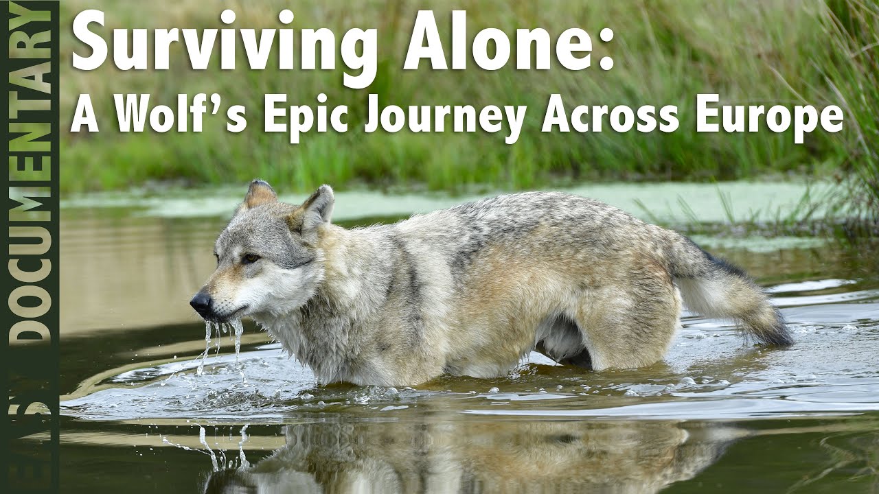 Surviving Alone: A Wolf’s Epic Journey Across Europe - Full Wildlife Documentary