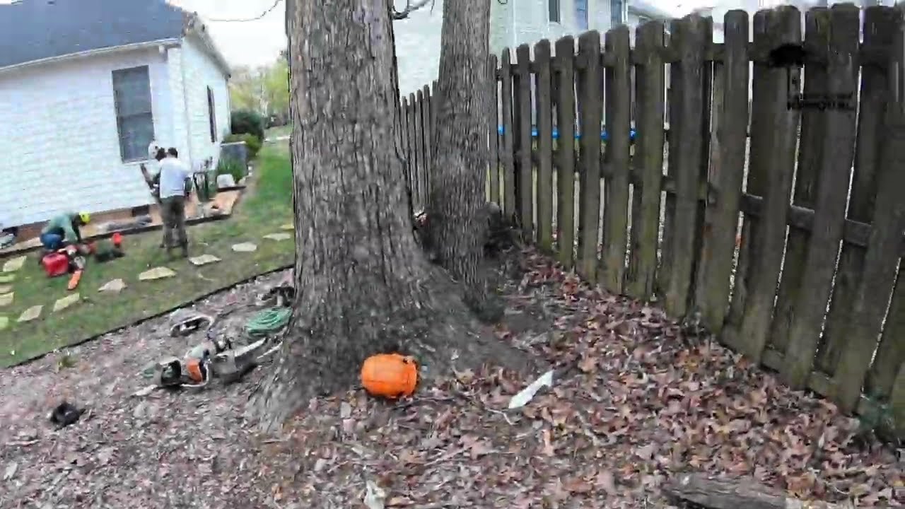 Climbing & Removing an Oak Tree in Holly Springs, NC
