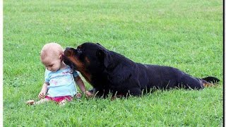 The Most Impressive Rottweiler Pictures of Puppies & Adults (Over 100 photos!!!) MUST WATCH!!! by Dim Kampra 33,156 views 7 years ago 7 minutes, 28 seconds