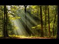 El Jardín Encantado  Música de meditación celta para relajación y encantamiento