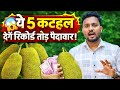 ये 5 कटहल देंगे रिकॉर्ड तोड़ पैदावार! 😲  किसान जरूर देखें | Five Best Jackfruit Variety | 
