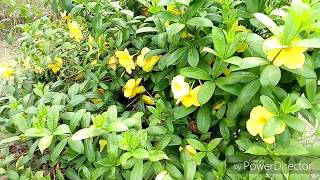 How to care Yellow trumpet plants , alamunda plant disease and cure