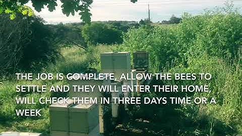 Warre hive conversion