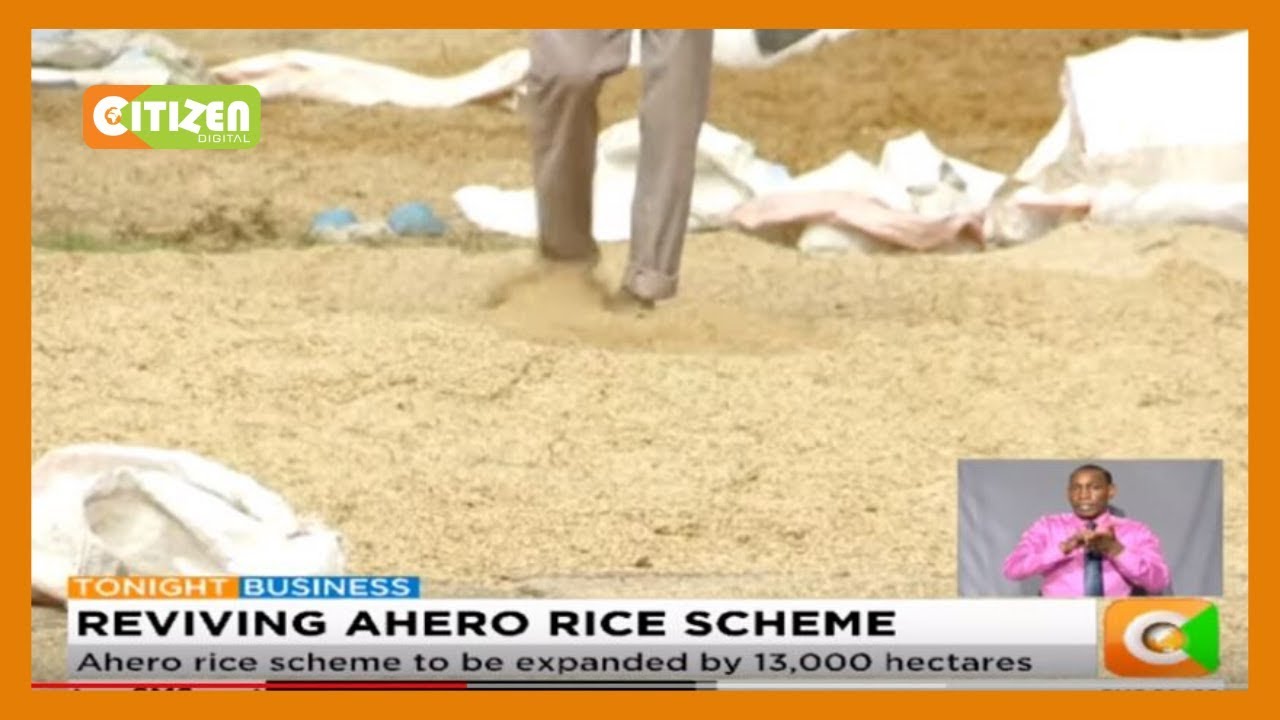 Ahero rice scheme to be expanded by 13,000 hectares - YouTube