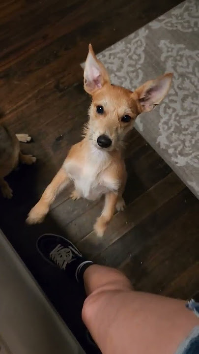 #viral #shorts #dog #foryoupage #scooby #subscribe #foryou #public #puppy #baby #dogs #babypuppy