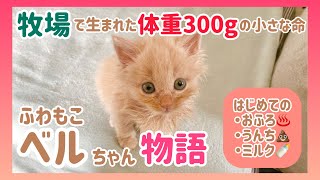 【男2人で育てた子猫の成長記録】牧場で生まれた体重わずか300gの小さな命「ベルちゃん物語」 by すずベルこりん2人のパパ 78,629 views 2 months ago 23 minutes