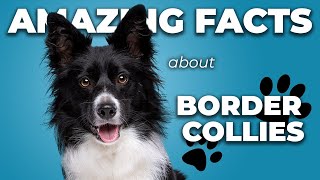 The Smartest Dog on Earth #bordercollie #interestingfacts