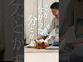 受け止めてくれる柴犬こむぎ【あるじNOステップ】