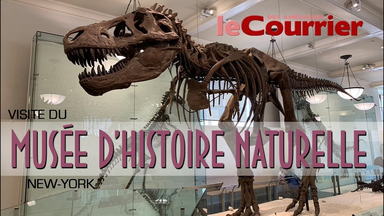 Visiter le Museum d'histoire naturelle de New York