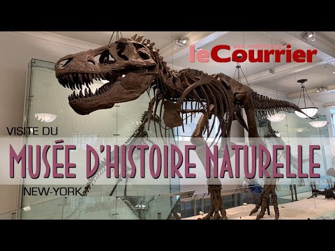 Vidéo: Un guide du Musée américain d'histoire naturelle de New York