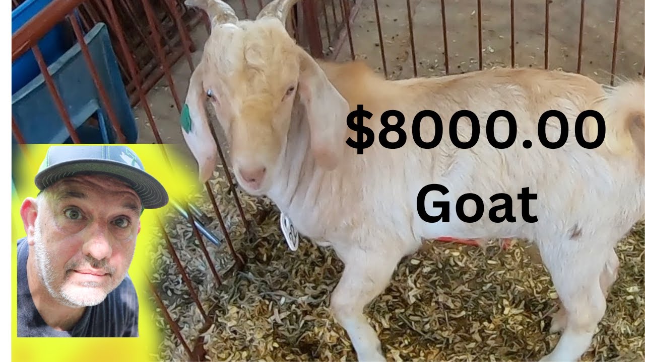 Kiko Buck sold for 8000 at the Cream of the Crop Kiko goat sale, 