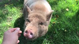 Pregnant miniature pig bubblegum her first litter