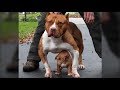 Cute Mother DOgs Protecting Their Babies Compilation -  Dog Protects Puppy Videos