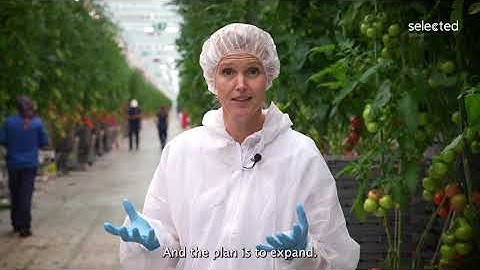 RegEnergy Frövi recycles waste heat for tomato production and creates cross-sector collaboration