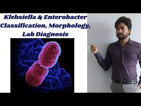 Klebsiella and Enterobacter | Classification | Morphology | Lab Diagnosis (By Abhishek sir)