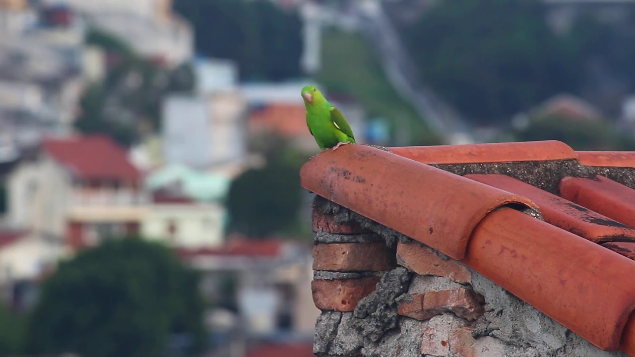 Maritaca bird in São Paulo city