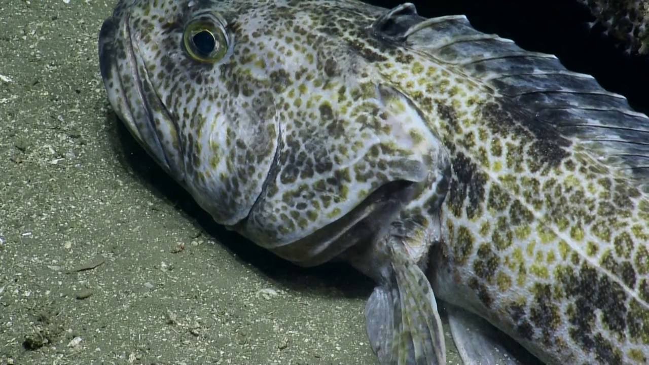 Exotic Fish of the Channel Islands National Marine Sanctuary Nautilus