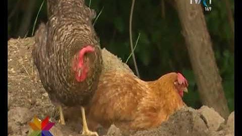 Ansamblul folcloric slovac DATELINKA din Varzari (Bihor - Romania)