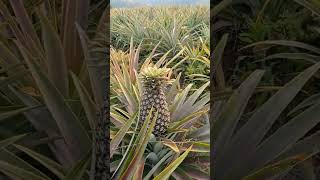 organic pineapple farm, Thayong village.. love ❤️ Manipur.@ Farmers