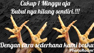 Download Lagu cara ampuh mengobati bubul pada kaki ayam Bangkok aduan kita. MP3