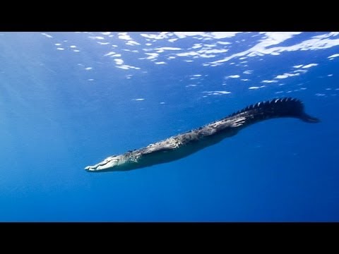 Solomon Islands Serenade