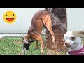 New funny animals  funniest cats and dogss 