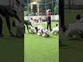 Taekwondo🥋workouts#advik #taekwondo#workout #taekwondokicks#taekwondoworkout#compilation#huskydance