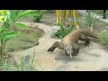 Brevard zoo full tour 2022