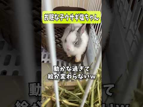 目がとろ〜んとしてきた…お眠モードな子うさぎ塩ちゃん🐰 #shorts