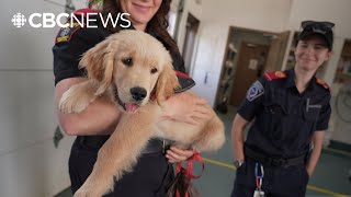 Lanark County first responders welcome service dog trainees @CBCNews