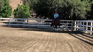 Panama Red Dressage Flat Work