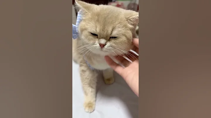 Video 11781481: cat kitten kitty meow, kittens meowing kitty funny, kitten meowing purring