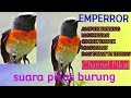 Suara Pikat Ampuh Untuk Burung Sepah Mantenan Jernih Buktikan Mp3 - Mp4 Download